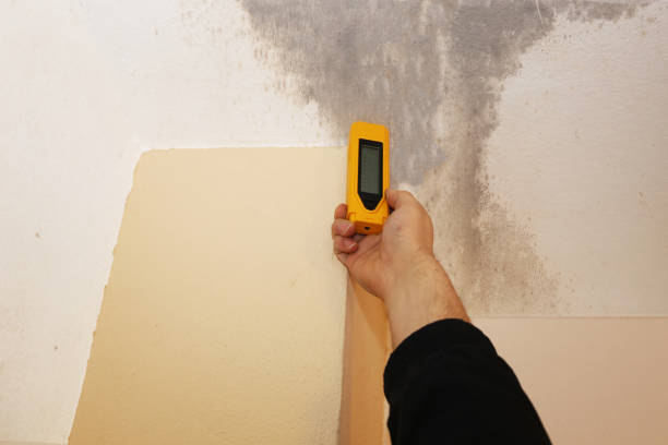 Forensic Mold Investigation in Cedar Grove, FL
