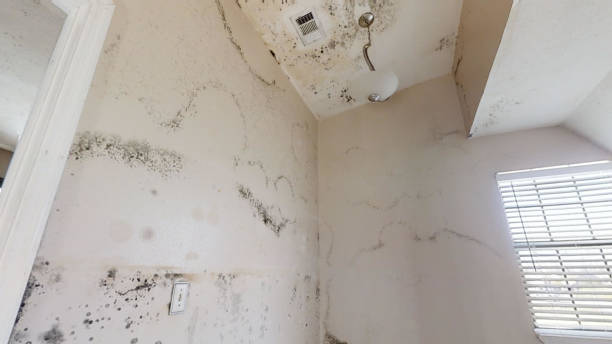 Best Basement Mold Removal  in Cedar Grove, FL