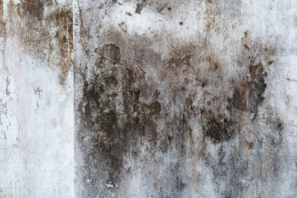 Best HVAC Mold Inspection and Cleaning  in Cedar Grove, FL