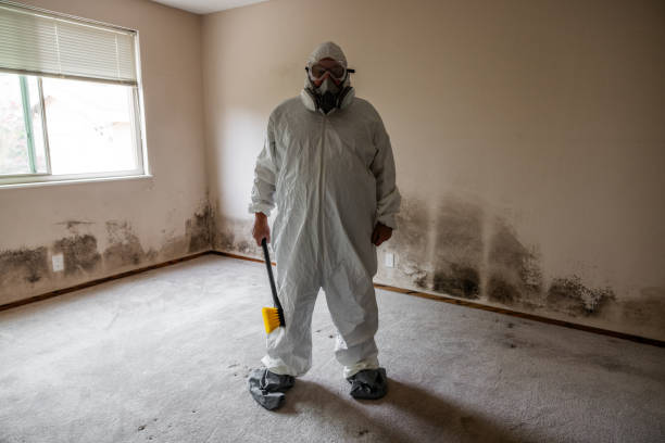 Best Post-Construction Mold Inspection  in Cedar Grove, FL